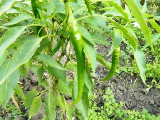 Topul parlamentarilor cu cele mai mari terenuri agricole din România